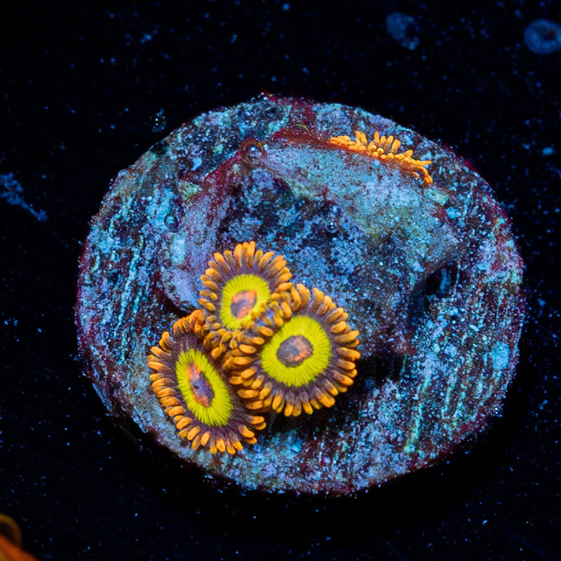 Fruit Loop Zoanthid