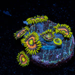 Kamikaze Zoanthid 