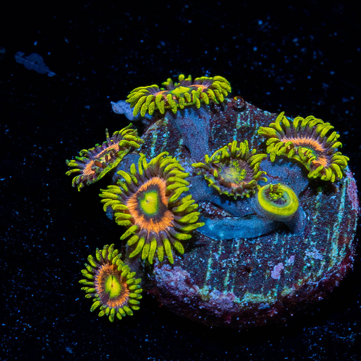 Kamikaze Zoanthid 