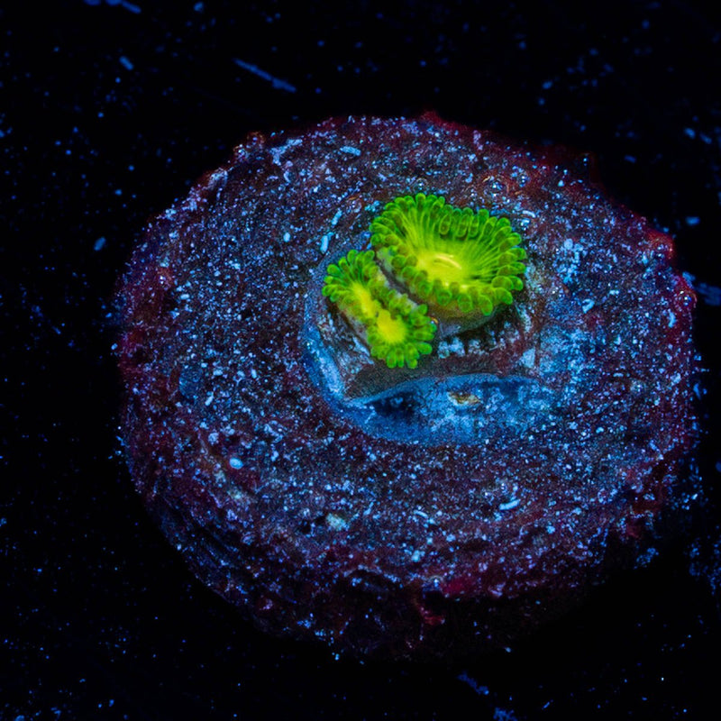 Emerald Muals Zoanthid