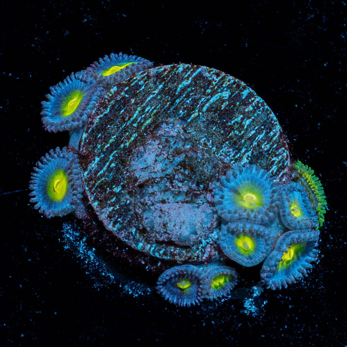 AOI Zoanthid - riptide aquaculture llc