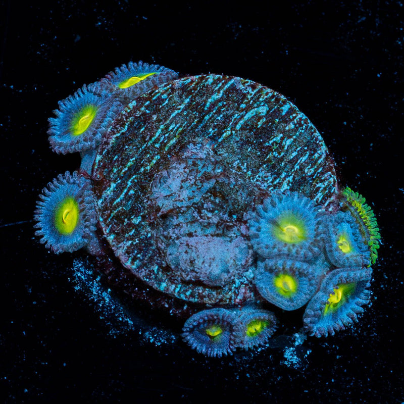 AOI Zoanthid