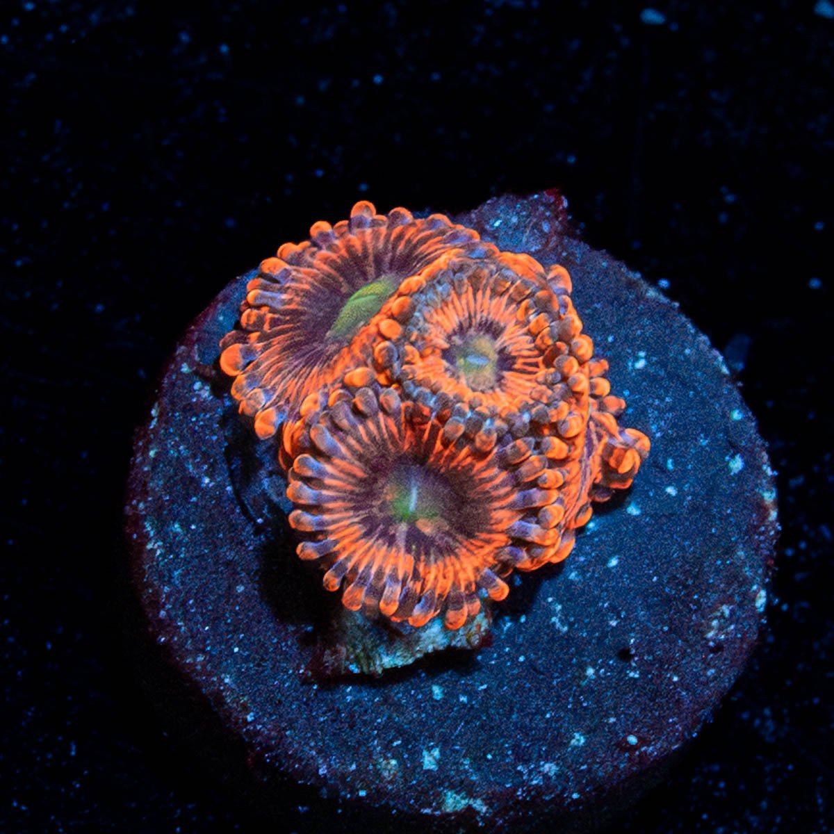 Lush Lunar Zoanthid - riptide aquaculture llc