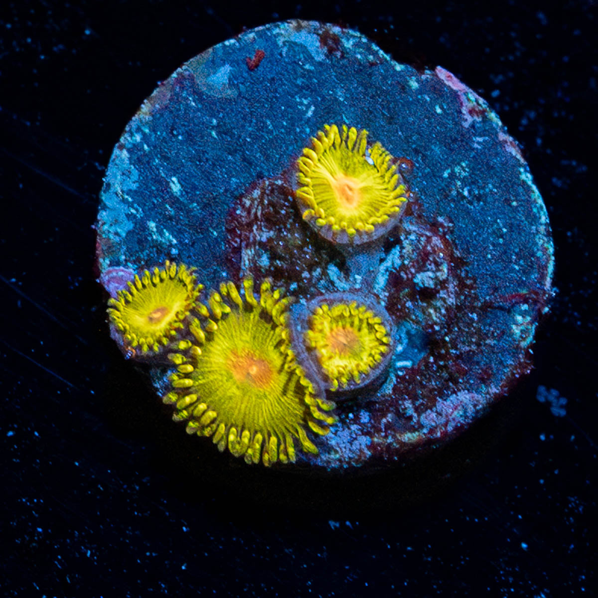 Golden Gods Zoanthid 