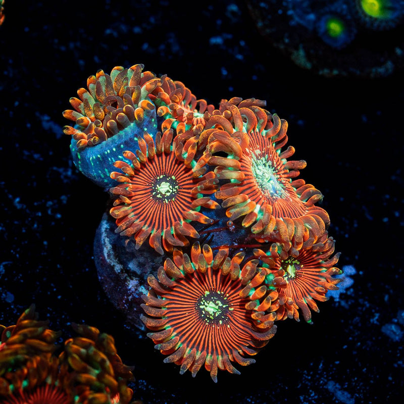 Dark Magician  Zoanthid