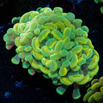 Gold Hammer - riptide aquaculture llc