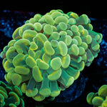 Gold Hammer - riptide aquaculture llc