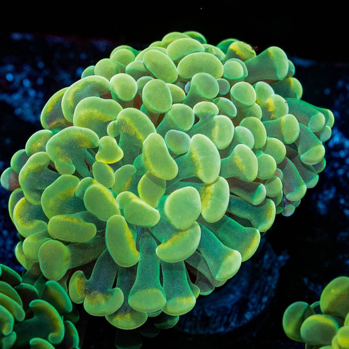 Gold Hammer - riptide aquaculture llc