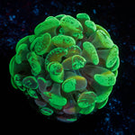 Ultra Splatter Hammer 