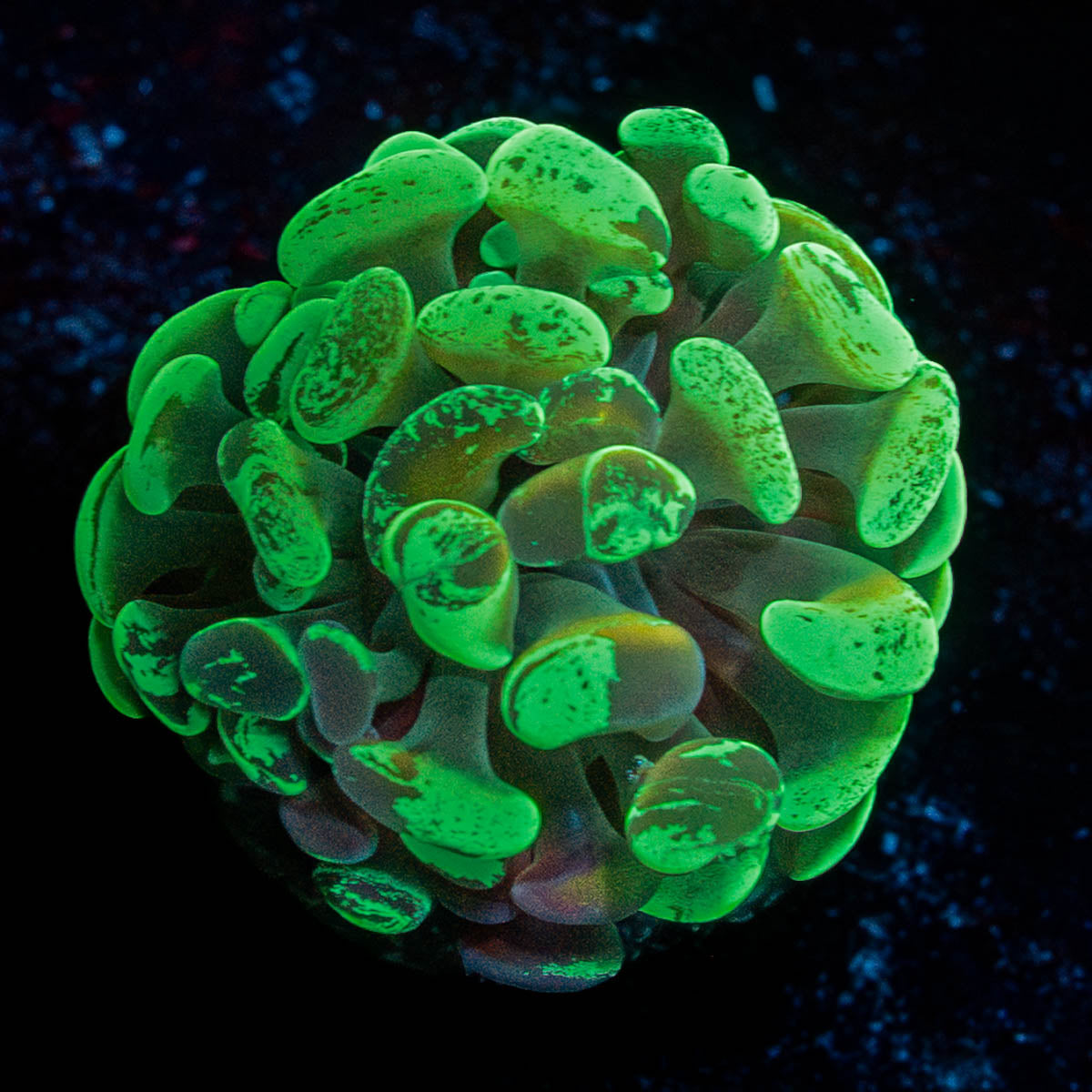 Ultra Splatter Hammer 