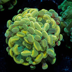 Gold Hammer - riptide aquaculture llc