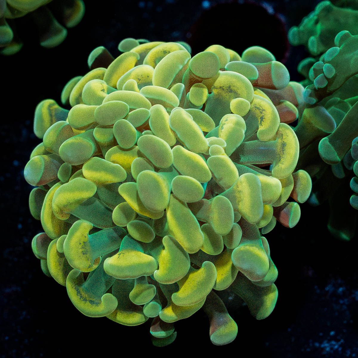 Gold Hammer - riptide aquaculture llc