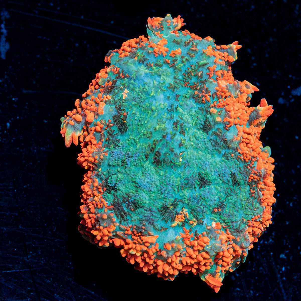 Mozaic Rhodactis Mushroom - riptide aquaculture llc