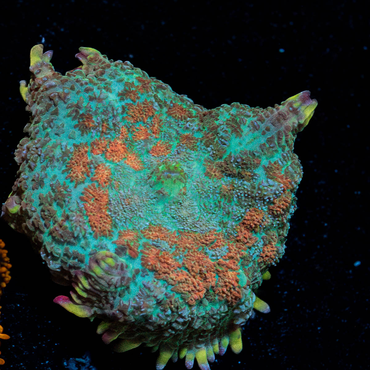 BloodRush Rhodactis Mushroom 