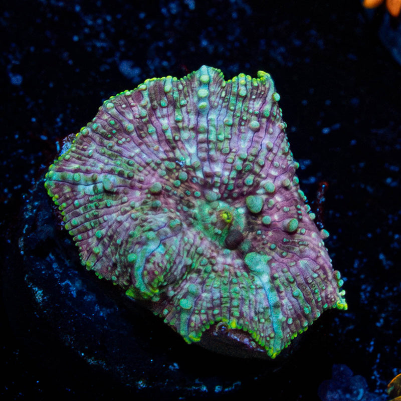 Pink Confetti Mushroom