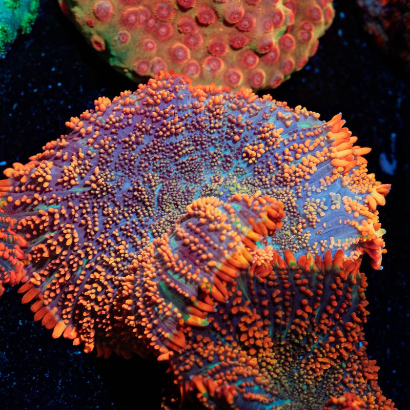 Big Rhodactis Mushroom