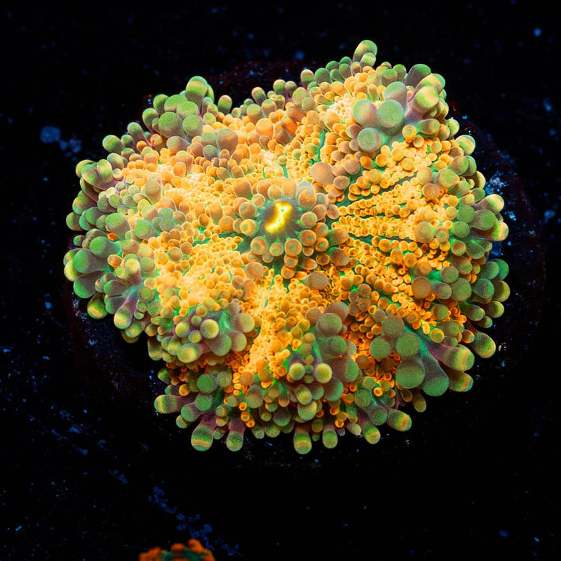 Midas Touch Yuma Mushroom