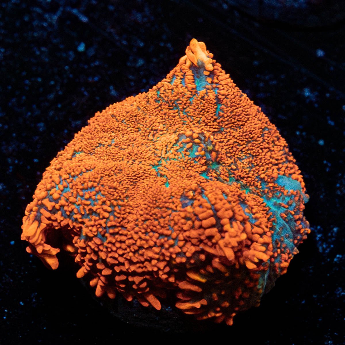 Red Rhodactis Mushroom - riptide aquaculture llc