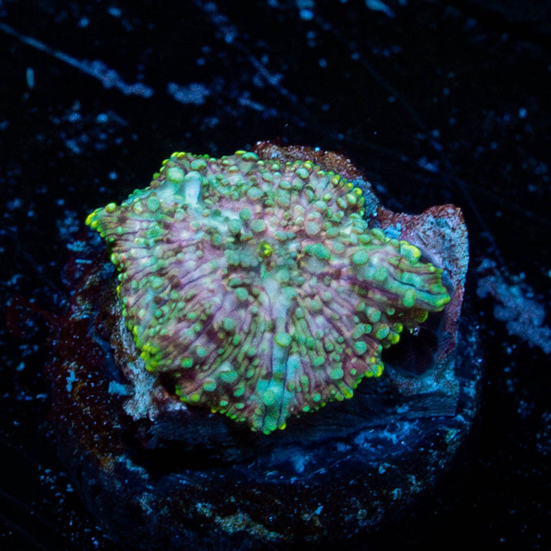 Pink Confetti Mushroom