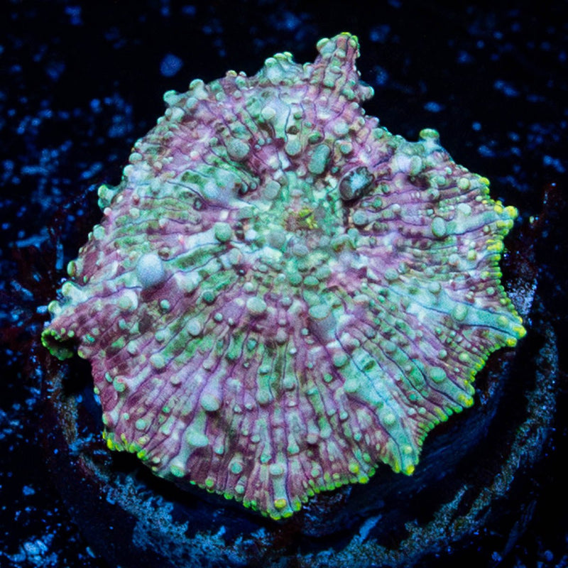 Pink Confetti Mushroom