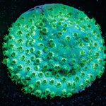 Seagrass Cypreastrea 