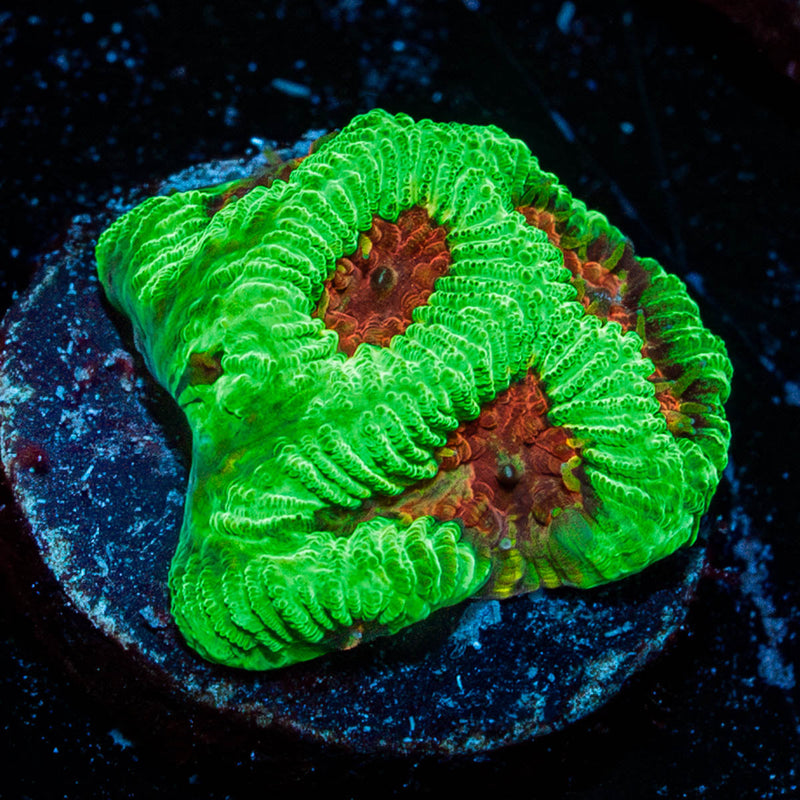 Poison Dart frog Favia