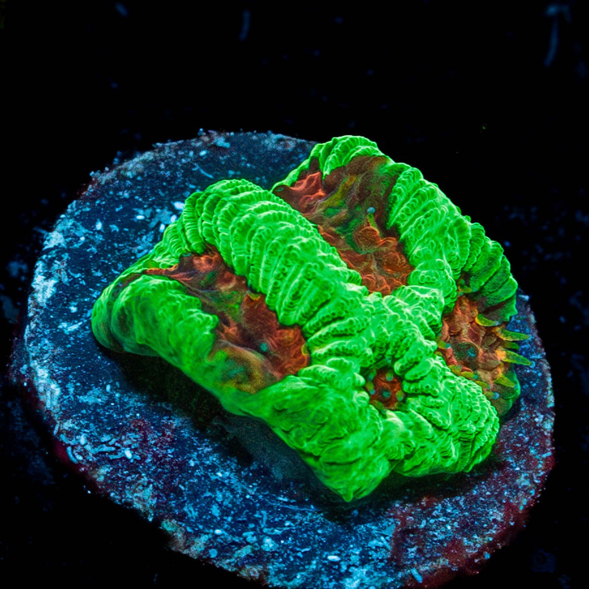 Poison Dart frog Favia 