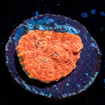 Jolly Rancher Chalice 