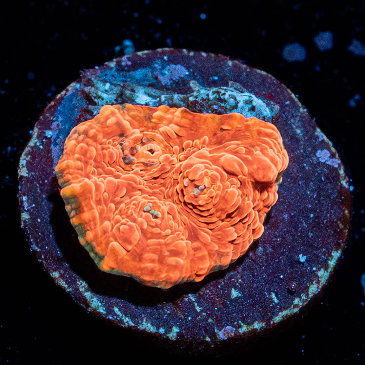 Jolly Rancher Chalice 