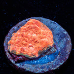 Jolly Rancher Chalice 