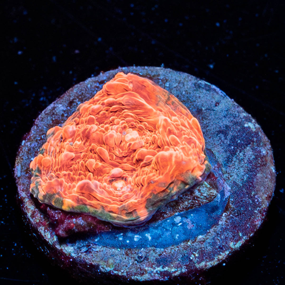 Jolly Rancher Chalice 