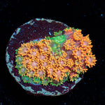 Laffy Taffy Barnardapora 