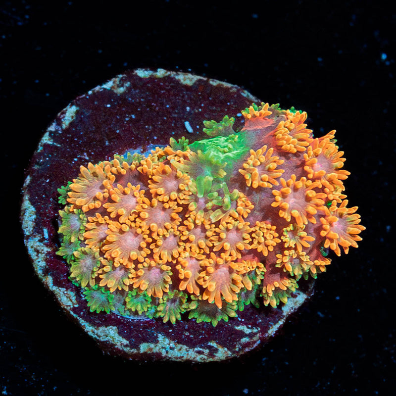 Laffy Taffy Barnardapora