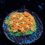 Captain Crunch Barnardapora 