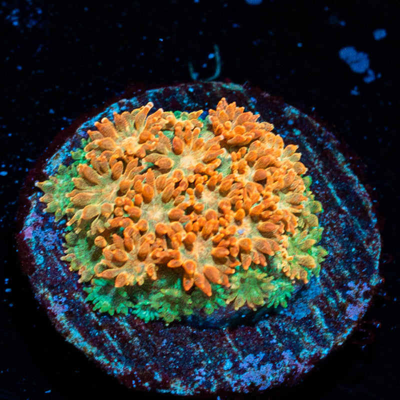 Captain Crunch Barnardapora