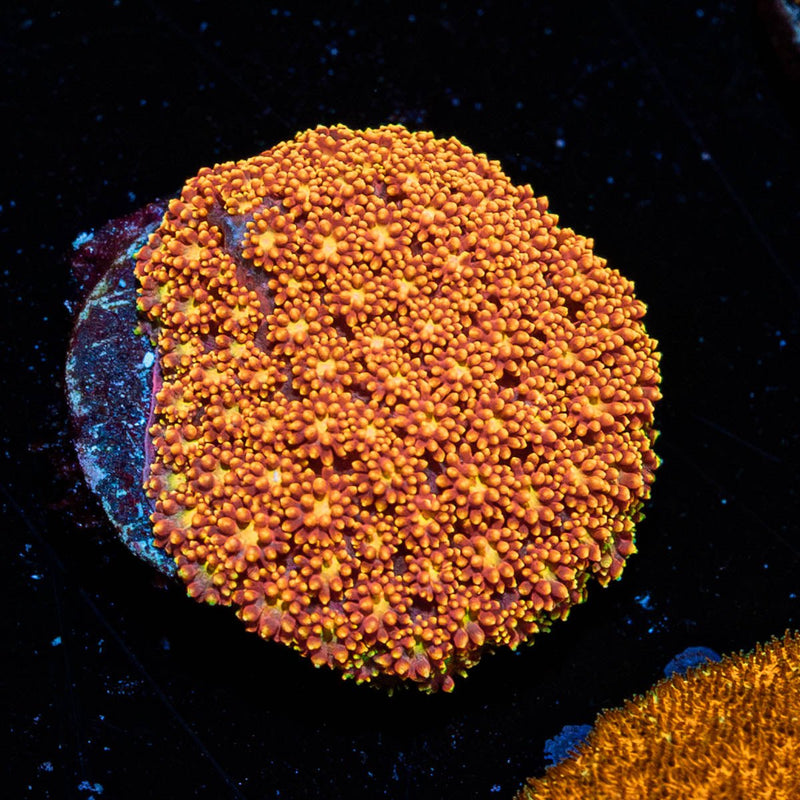 Spite Fire Barnardapora