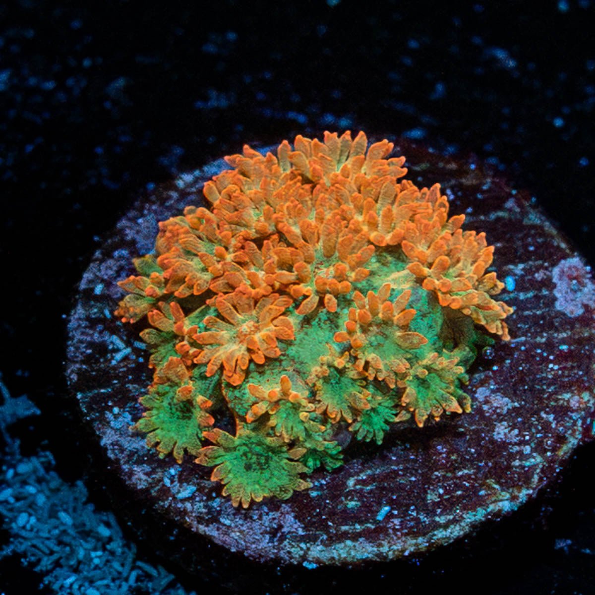 Captain Crunch Barnardapora - riptide aquaculture llc