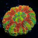 Ultra Button Scoly - riptide aquaculture llc