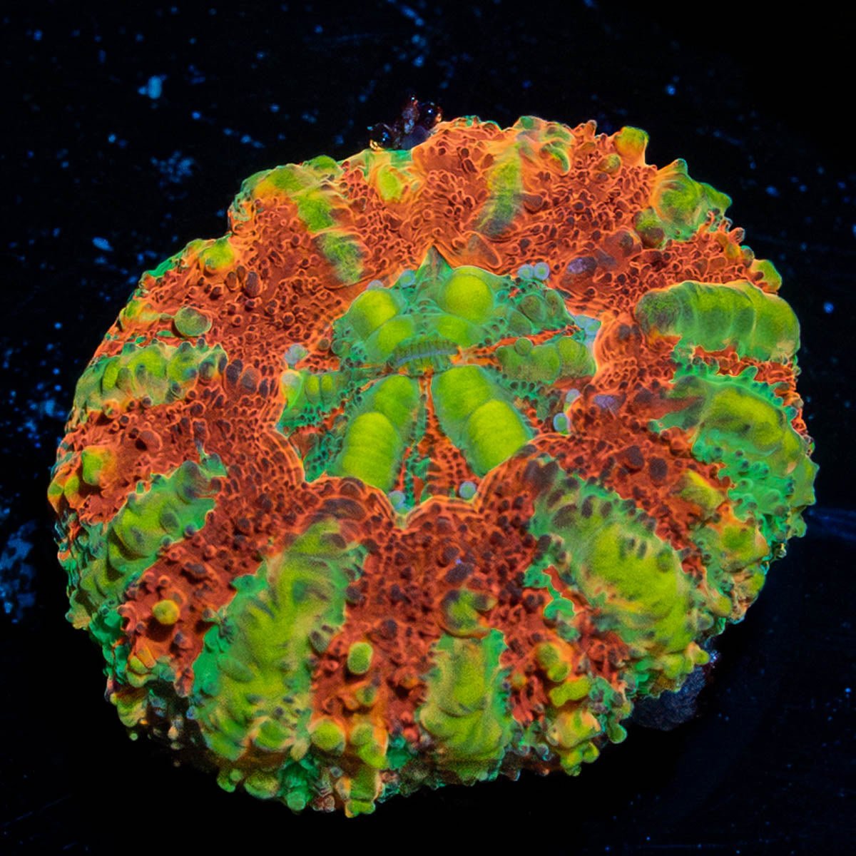 Ultra Button Scoly - riptide aquaculture llc