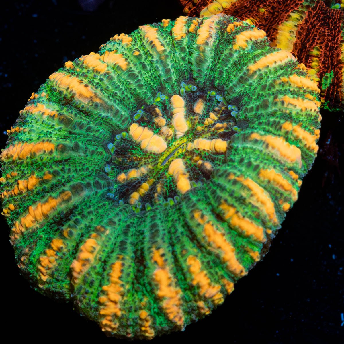 Ultra Button Scoly - riptide aquaculture llc