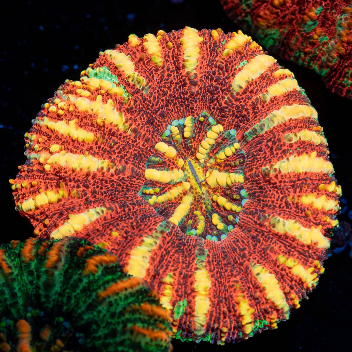 Ultra Button Scoly - riptide aquaculture llc