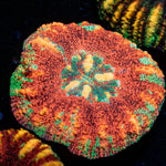 Ultra Button Scoly - riptide aquaculture llc