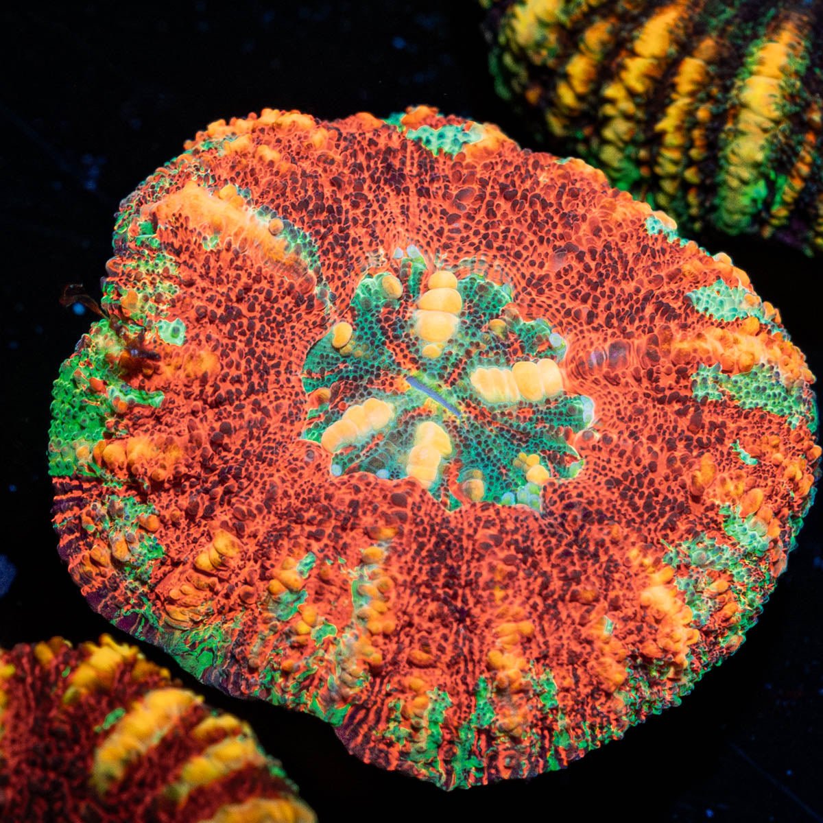 Ultra Button Scoly - riptide aquaculture llc