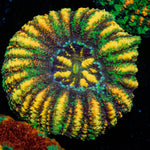 Ultra Button Scoly - riptide aquaculture llc