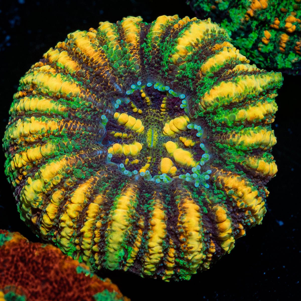 Ultra Button Scoly - riptide aquaculture llc