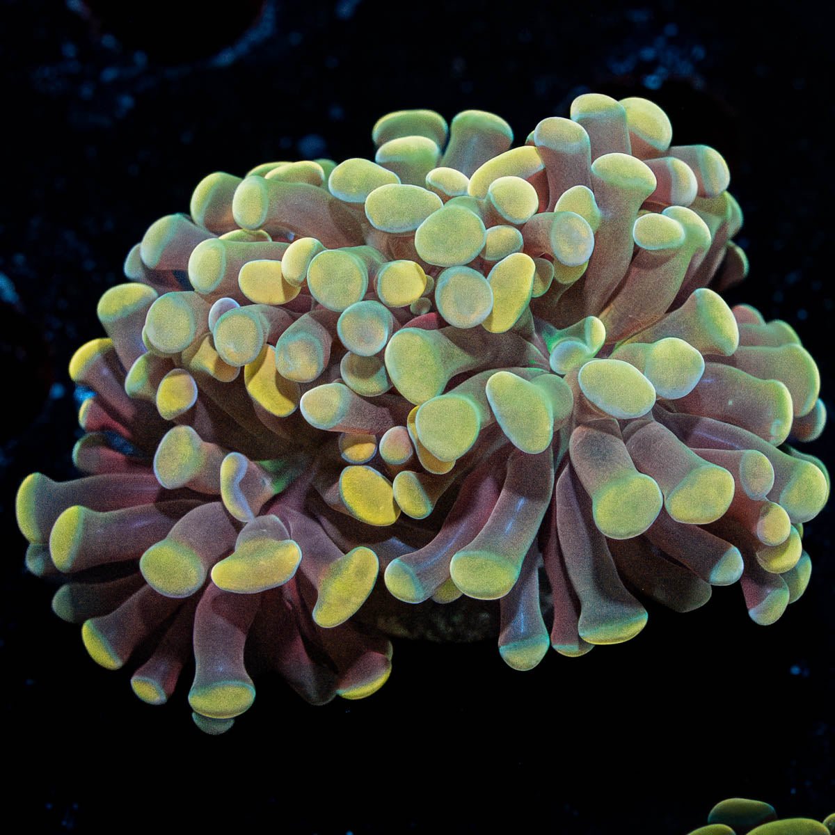 Gold Hammer - riptide aquaculture llc