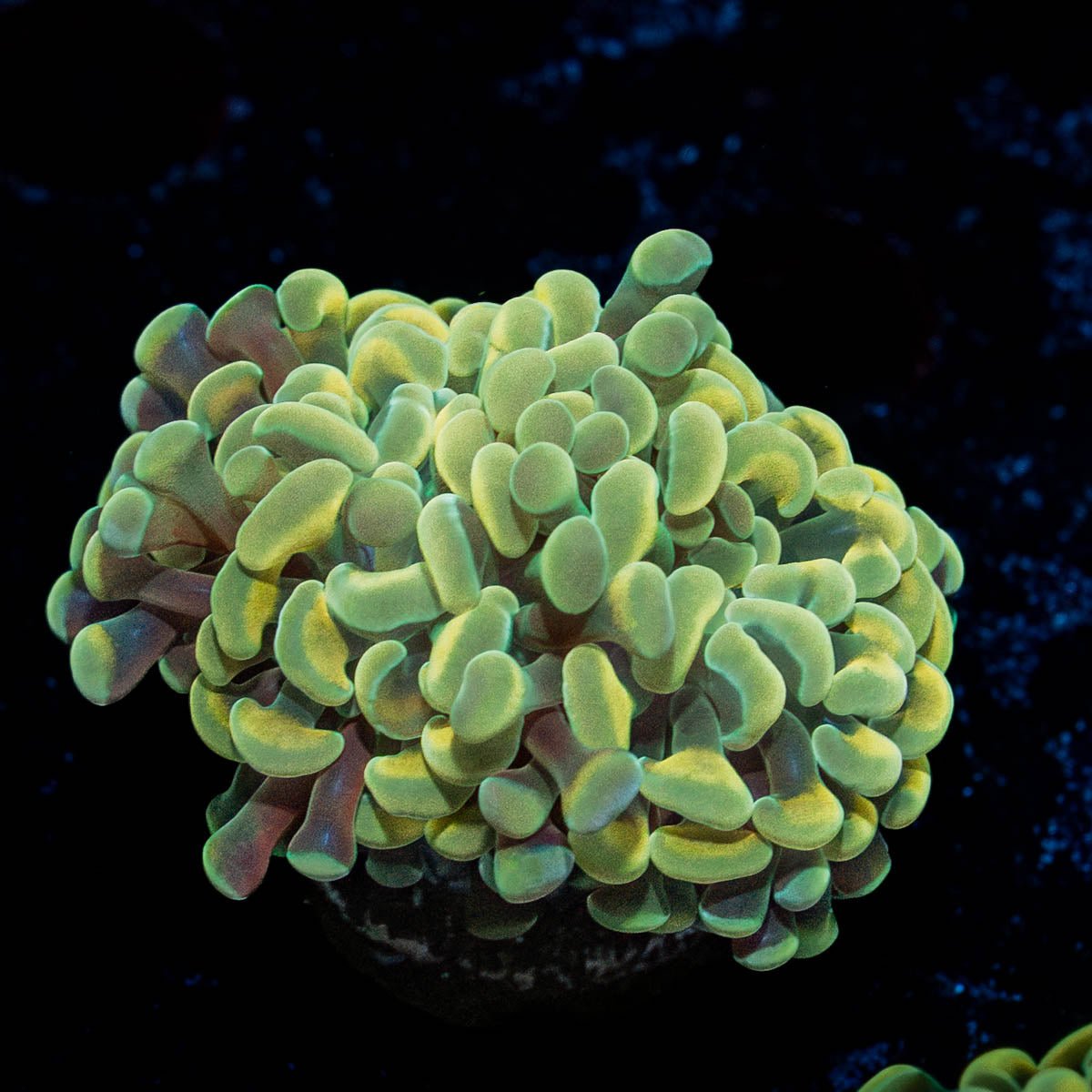 Gold Hammer - riptide aquaculture llc