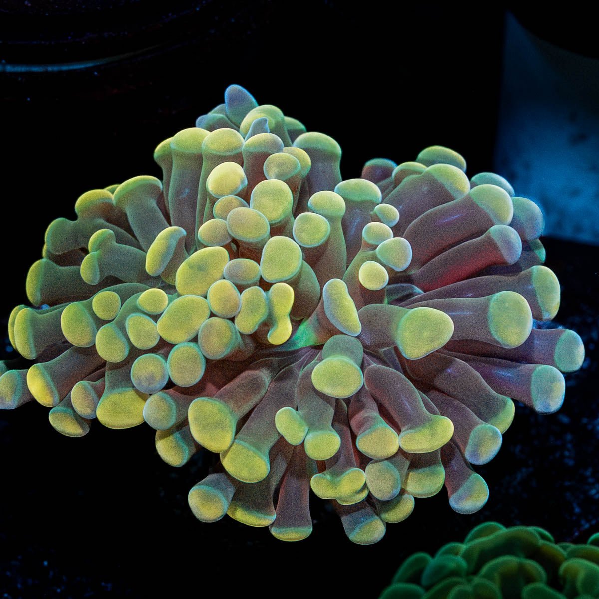 Gold Hammer - riptide aquaculture llc