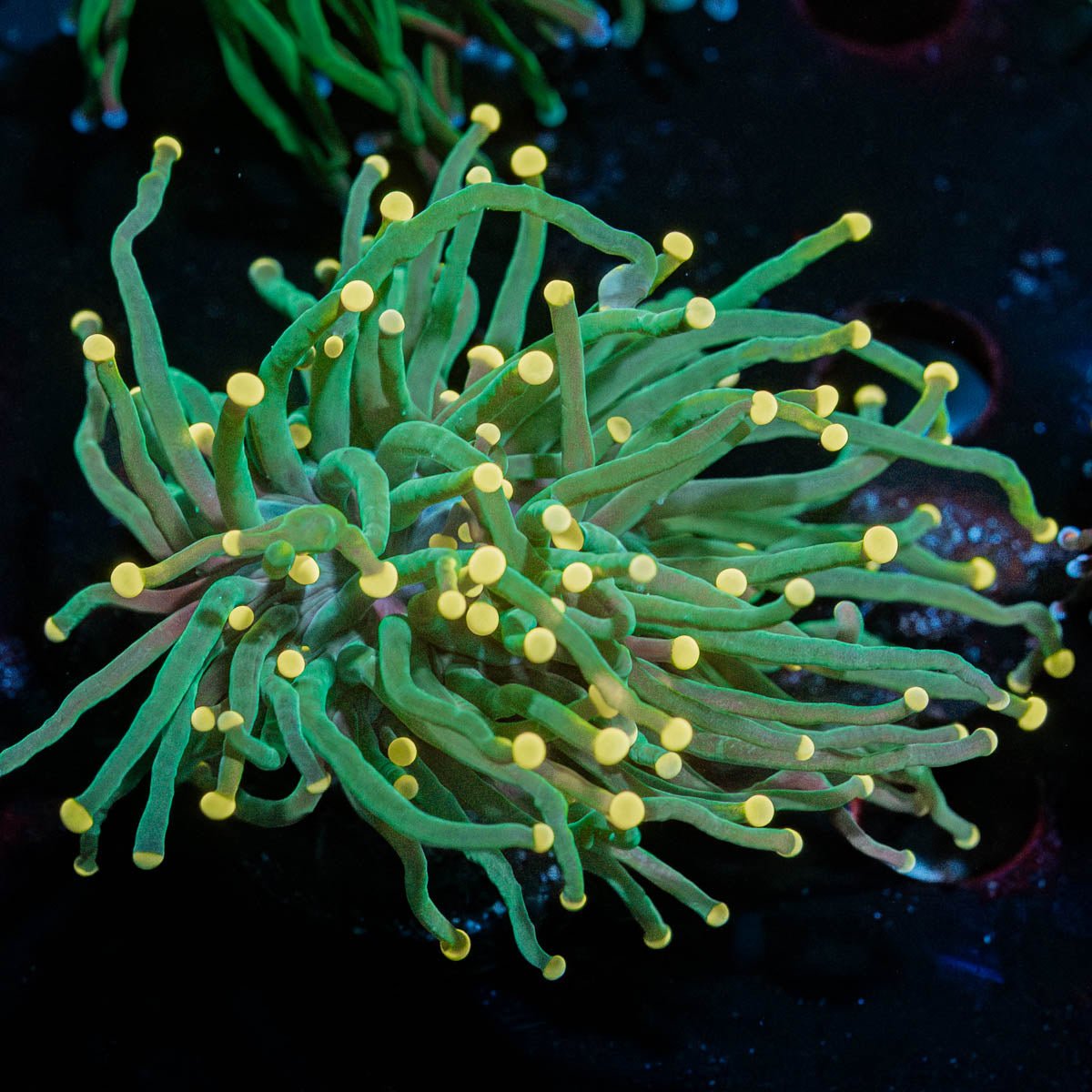 Yellow Tipped Torch - riptide aquaculture llc