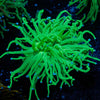 Blue Tipped Green Torch - riptide aquaculture llc
